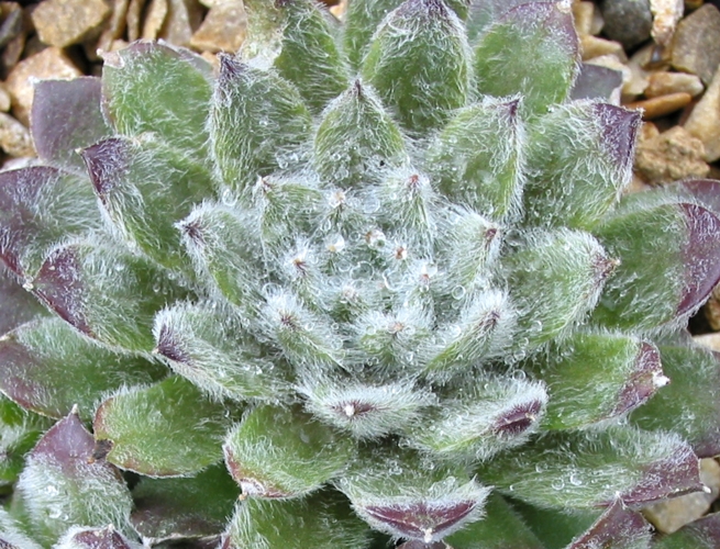 Silver Jubilée