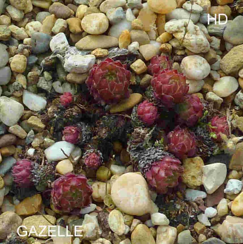 Gazelle 2