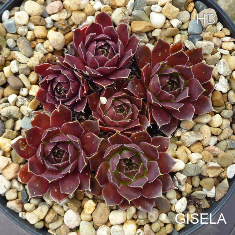 Gisela / Jovi