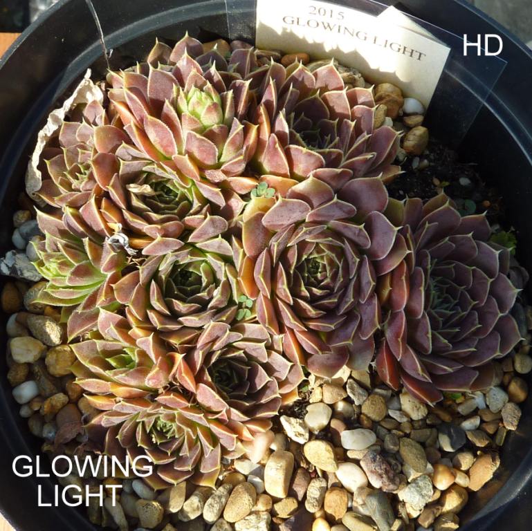 Glowing Light / Jovi