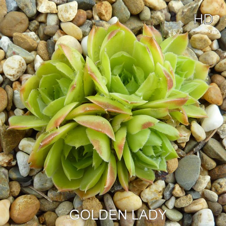 Golden Lady / Jovi