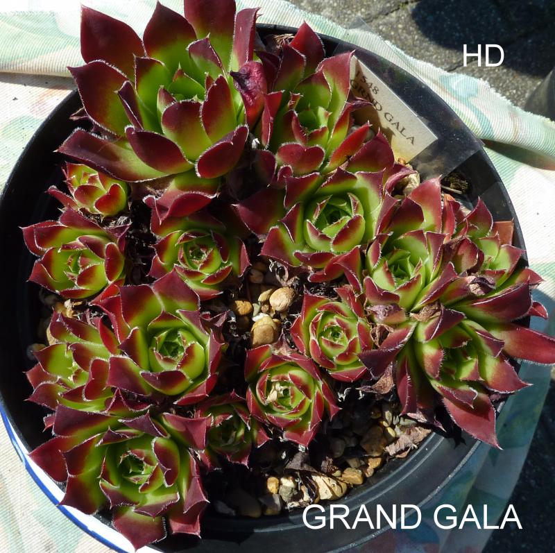 Grand Gala / Jovi