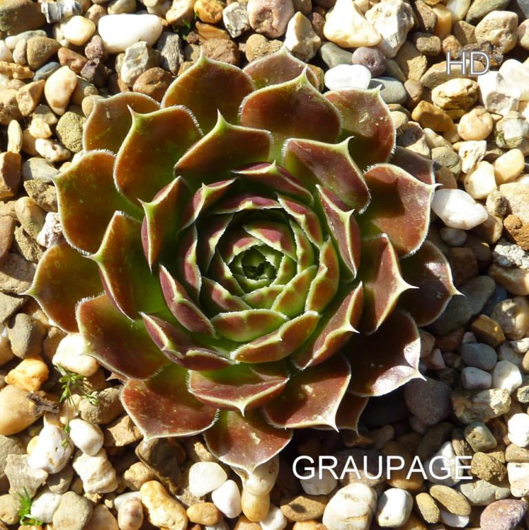Graupage / Jovi