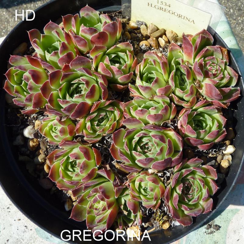 Gregorina / Jovi