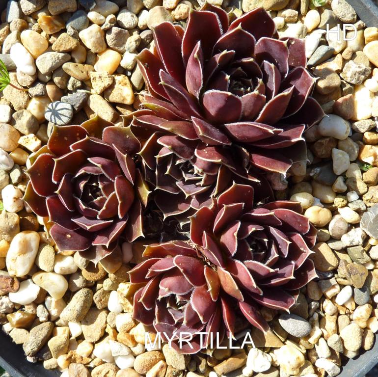 Myrtilla / Jovi