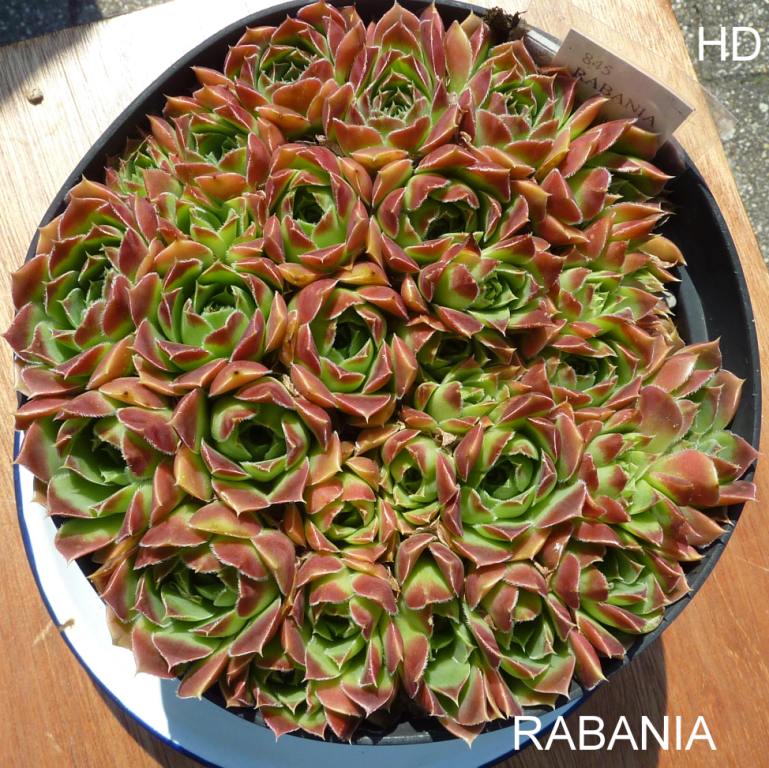 Rabania / Jovi
