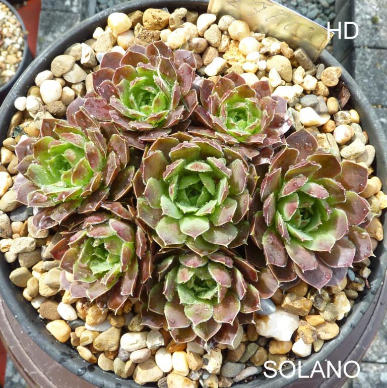 Solano / Jovi