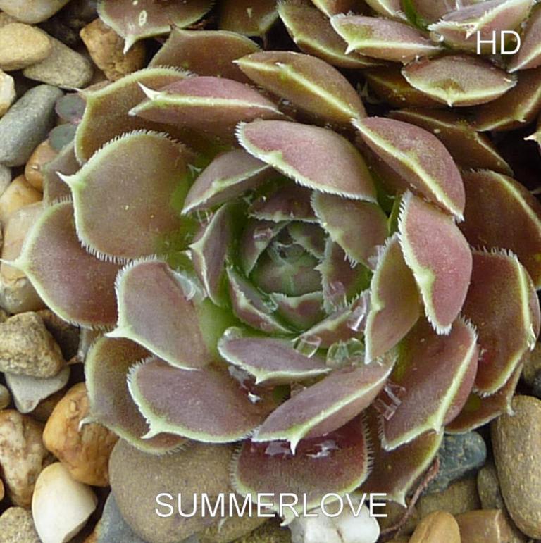 Summerlove / Jovi