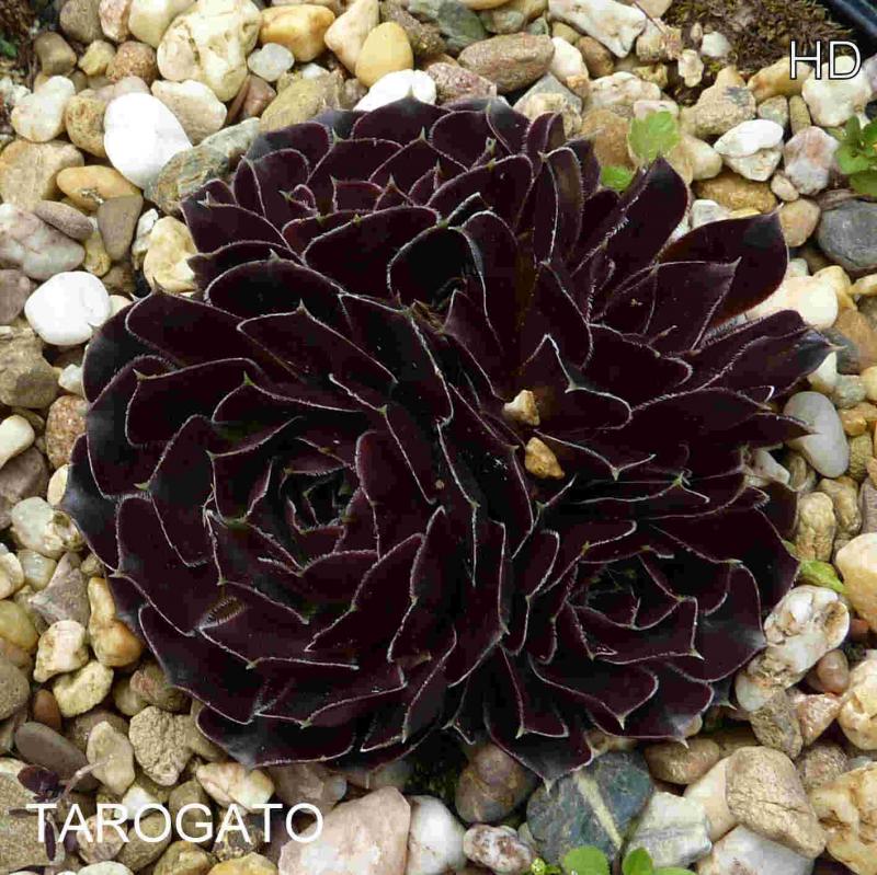 Tarogato / Jovi