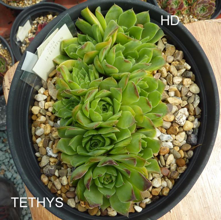Tethys / Jovi