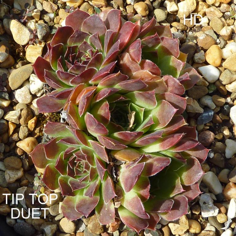Tip Top Duet / Jovi