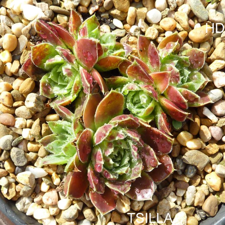 Tsilla / Jovi