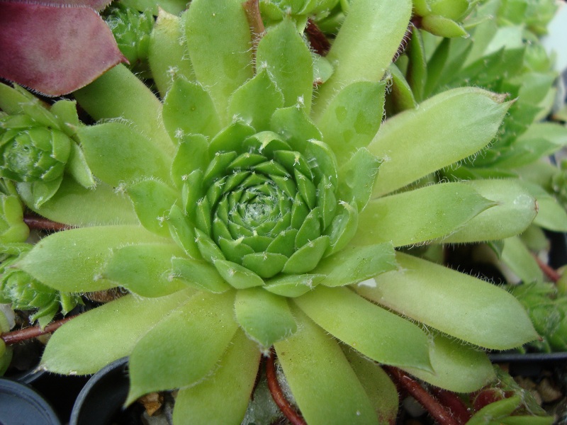 Green Satin