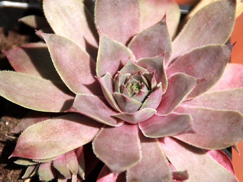 Grey Star