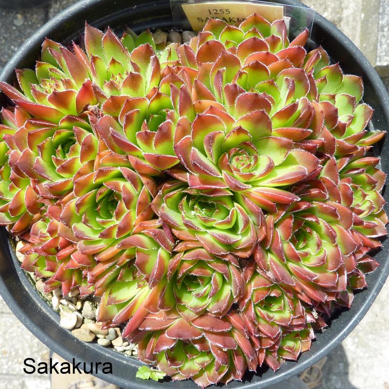 Sakakura / Jovi