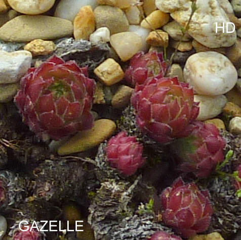 Gazelle 2