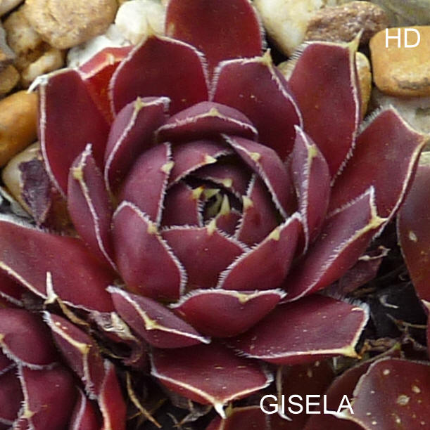 Gisela / Jovi