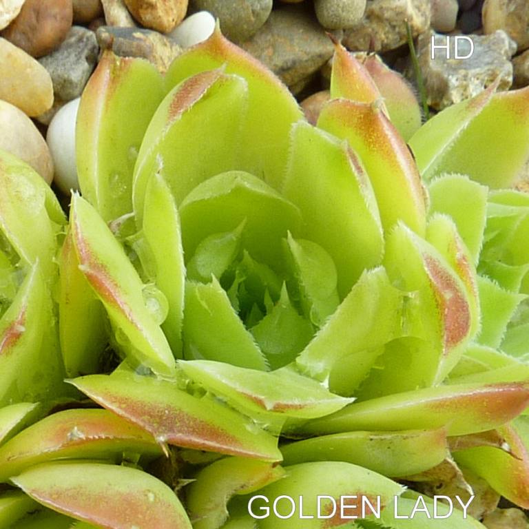 Golden Lady / Jovi
