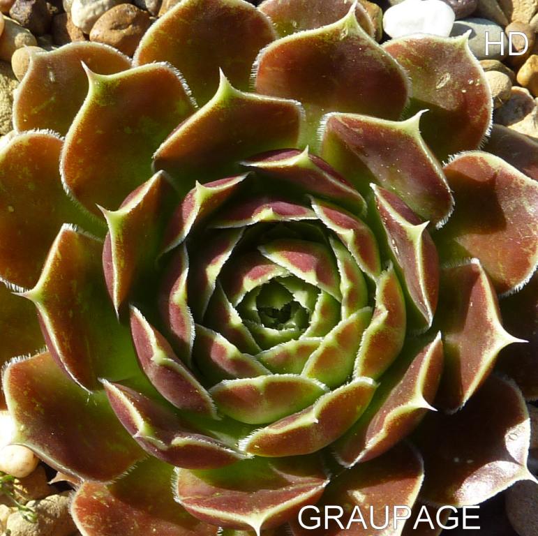 Graupage / Jovi