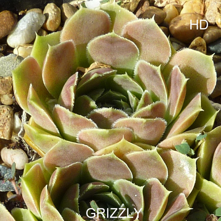 Grizzly / Jovi ( II )