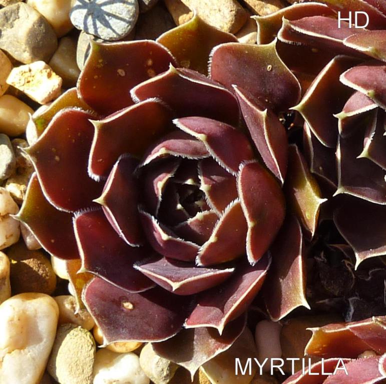 Myrtilla / Jovi