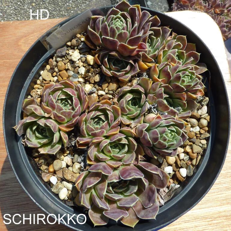Schirokko / Jovi