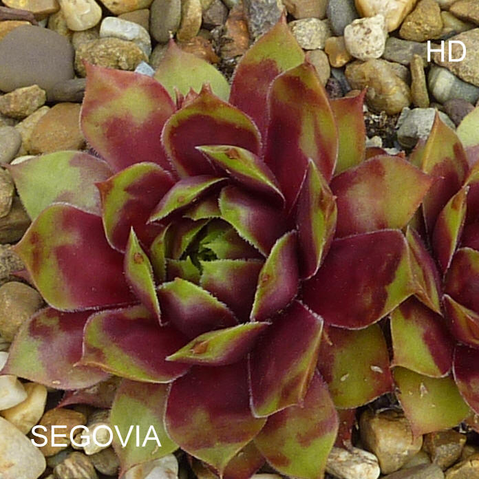 Segovia