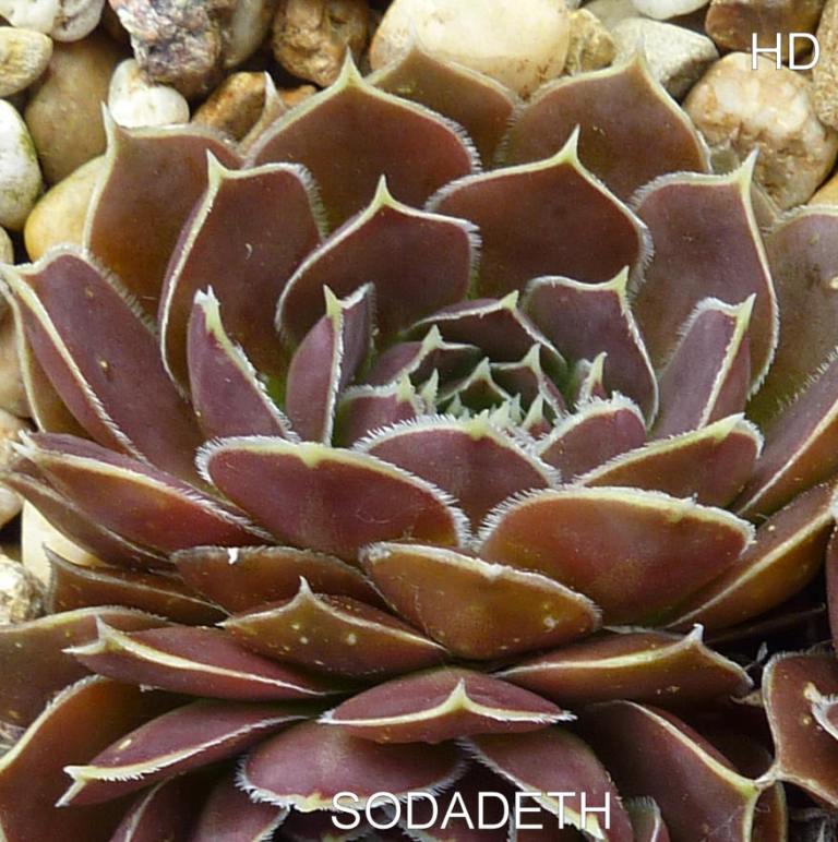 Sodadeth / Jovi