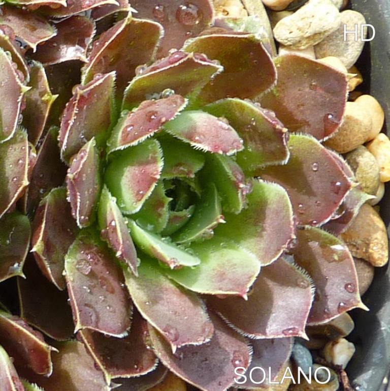 Solano / Jovi