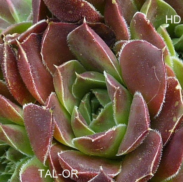 Tal-Or / Jovi