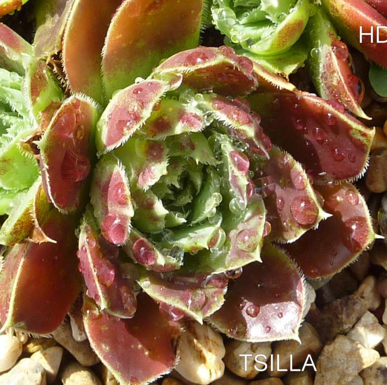 Tsilla / Jovi