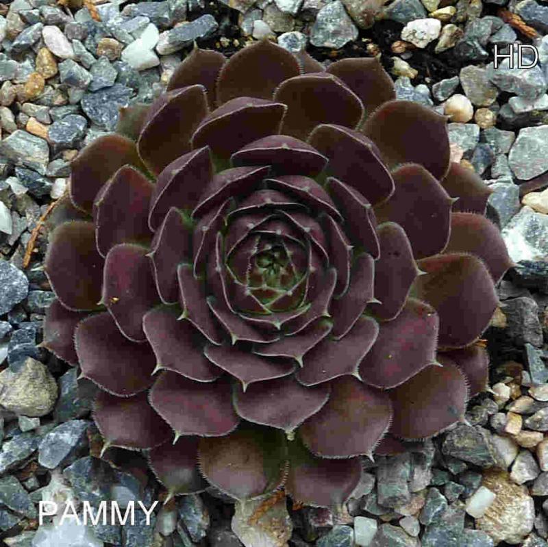 Pammy / Jovi