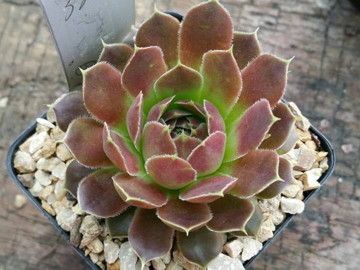 Gisela / Jovi