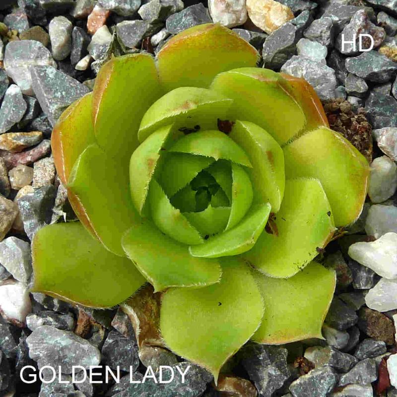 Golden Lady / Jovi