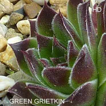 Green Grietkin / Jovi