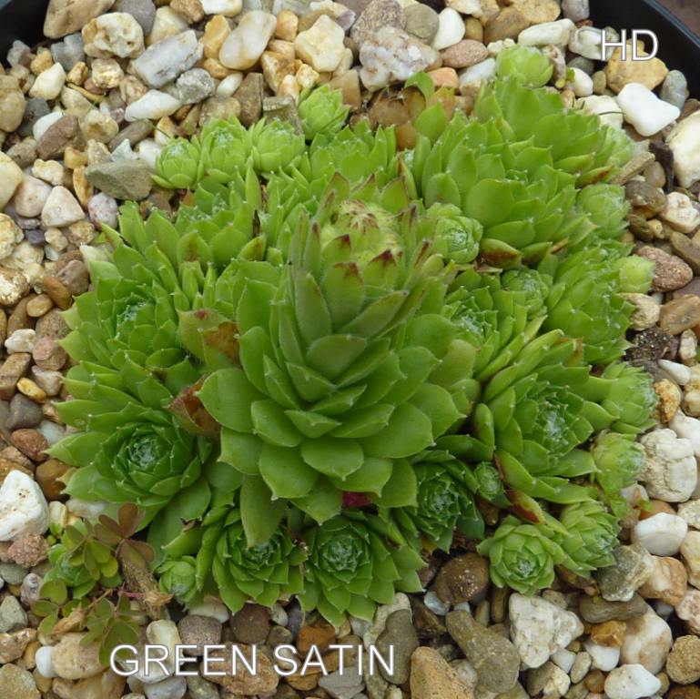 Green Satin