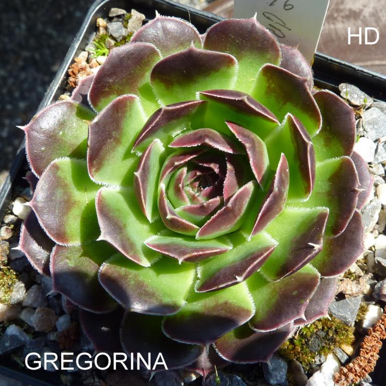 Gregorina / Jovi