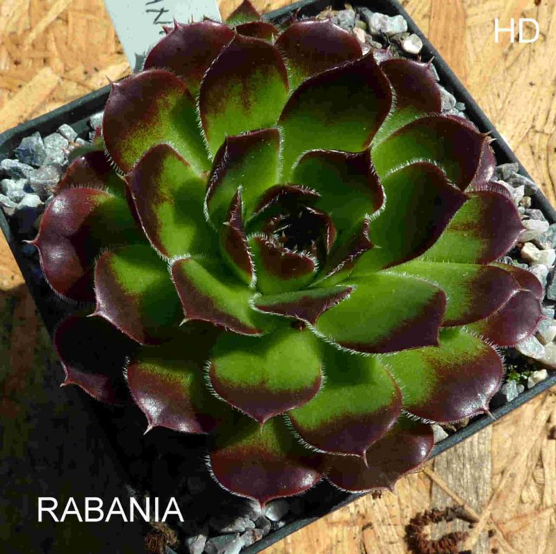 Rabania / Jovi