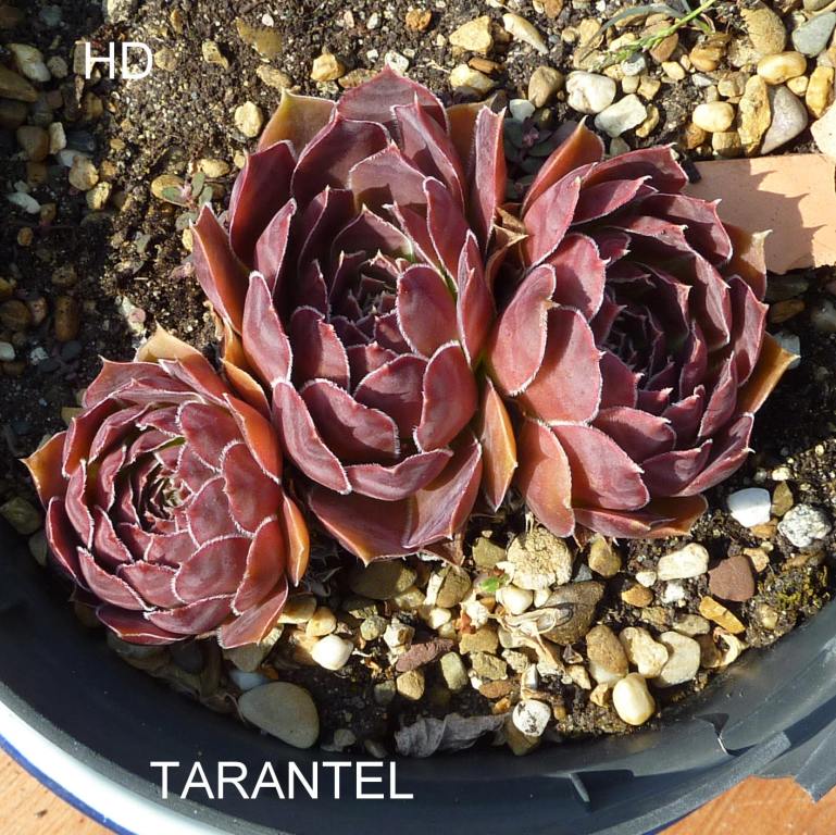 Tarantel/ Jovi