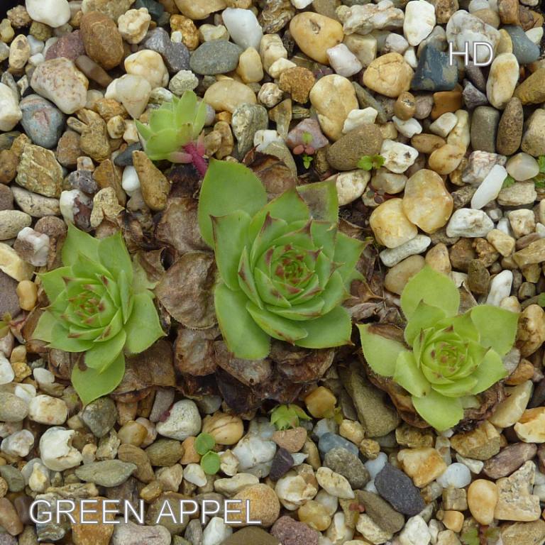 Green Apple