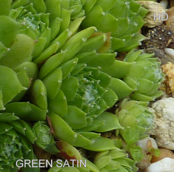 Green Satin