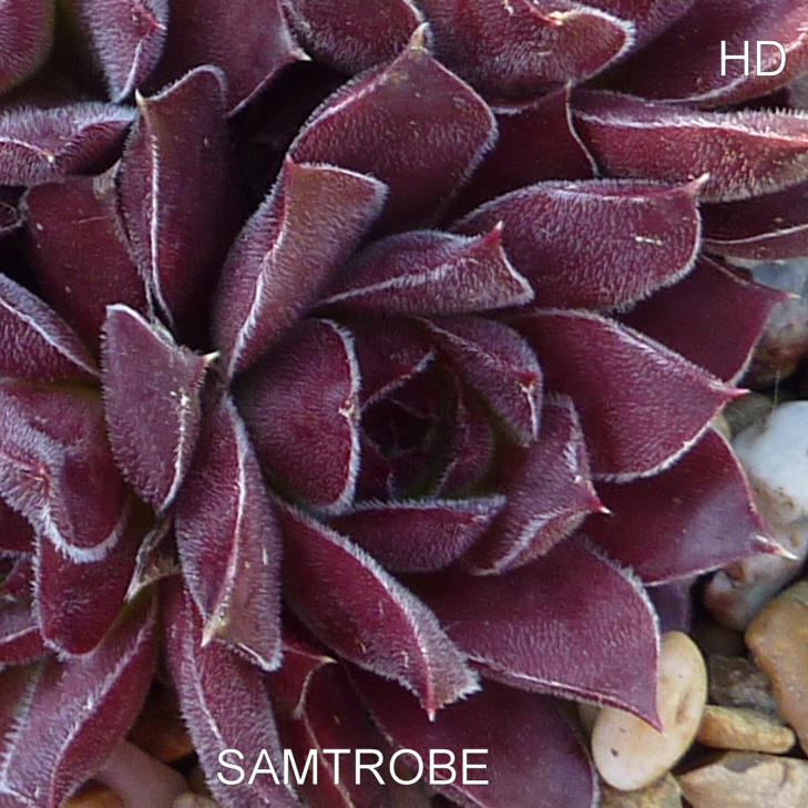 Samtrobe / Jovi