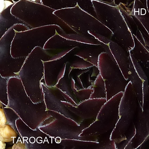 Tarogato / Jovi