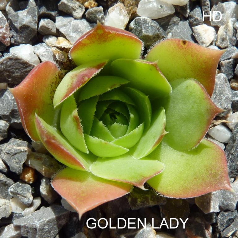 Golden Lady / Jovi