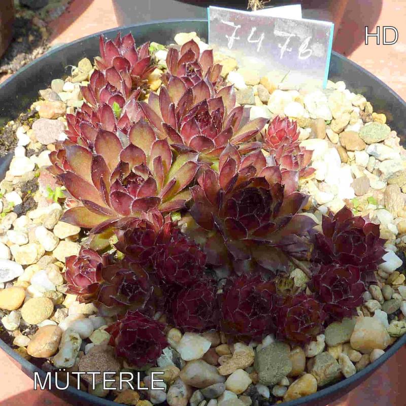 Mütterle