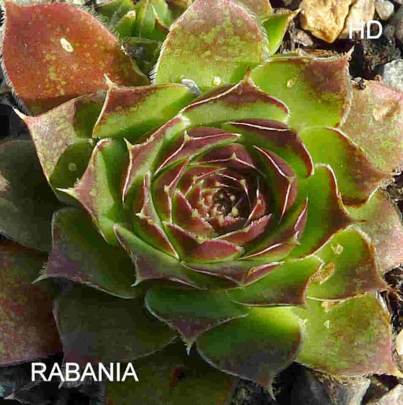 Rabania / Jovi