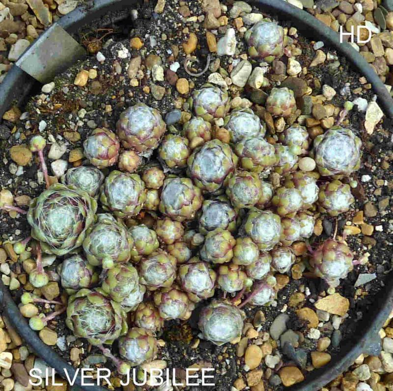 Silver Jubilée