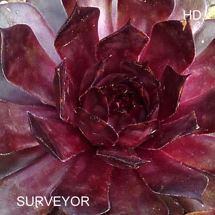 Surveyor
