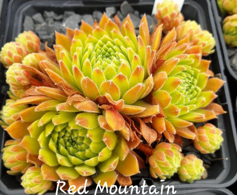Red Mountain