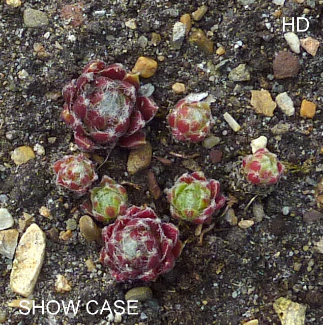 Show Case